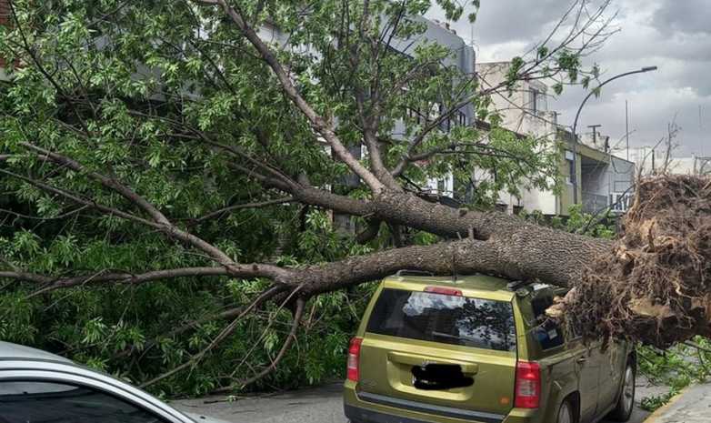 Un árbol aplastó una camioneta y no hay muertos de milagro